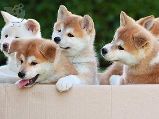 PoulaTo: Akita INU καθαρόαιμα